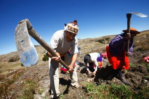 Image result for agricultura peruana