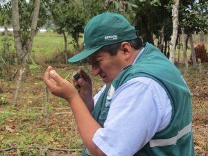 Evaluación de cultivo de Zarzamora en Chontabamba