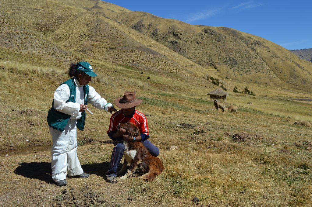SENASA Cusco - Desparasitación