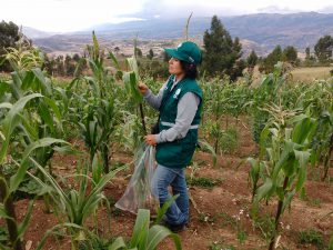 Vigilancia fitosanitaria del Senasa en el cultivo de maíz