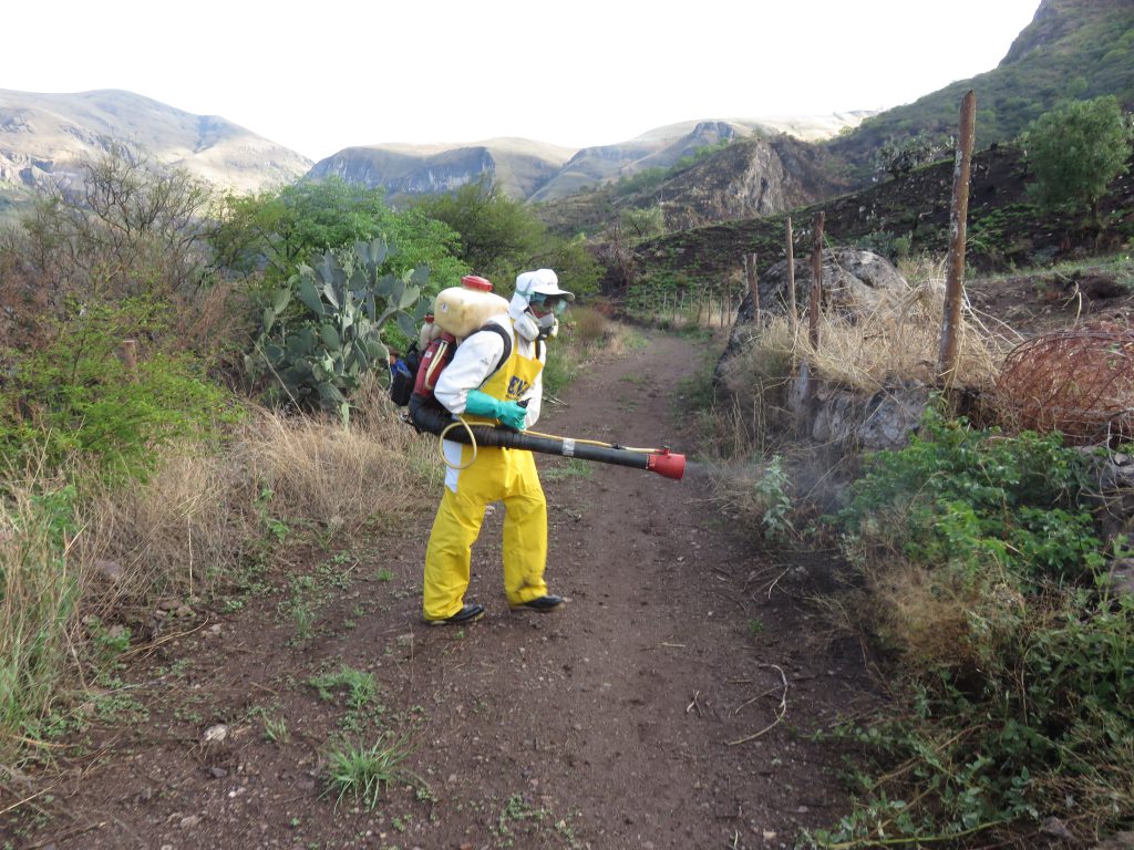 Senasa mantiene bajo control plaga de langostas en Cusco