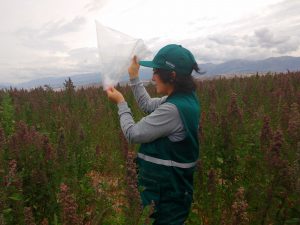 Senasa intensifica vigilancia fitosanitaria en cultivos de quinua