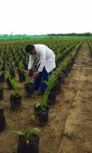 Senasa - Cuarentena posentrada de semillas de palma aceitera en Ucayali