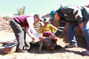Senasa - Atencion a ganado porcino en Puno