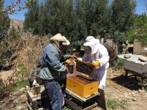 Senasa resguarda sanidad apicola en Cusco 1