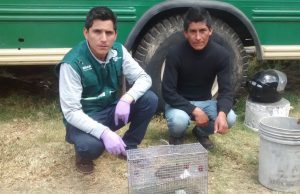 Senasa y productores reducen incidencia de roedores en Andahuaylas