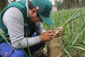 Senasa contribuye al incremento de producción de hortalizas en Pucará con inspecciones fitosanitarias