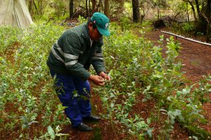Senasa - Control biológico mantiene bajo control al pulgón del eucalipto