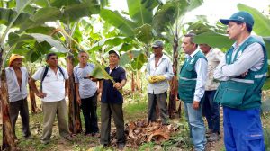 Senasa - ECA de banano y plátano dominico fortalecieron conocimientos de productores en MIP