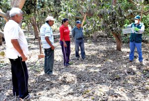 Senasa evalúa más de 800 hectáreas de cultivos para el control de roedores en La Libertad