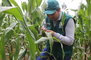 Senasa vigila cultivos de maíz en el Valle del Mantaro