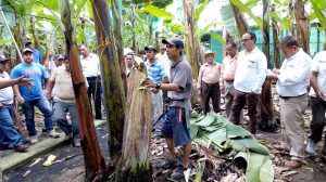 MINAGRI asesora a pequeños productores de banano orgánico en Mesa Técnica Binacional