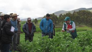 Países de América Latina y Europa se reunirán en Cusco para impulsar agricultura orgánica _Charla quinua productores