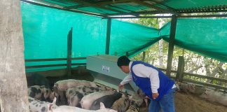 MINAGRI proyecta vacunación de más de cuarenta mil cerdos en Amazonas