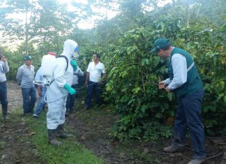 Cafetaleros organizados y SENASA redujeron incidencia de Roya Amarilla del Café al 17%