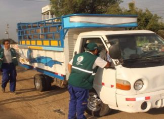 Lambayeque: SENASA intensifica control sanitario en el tránsito de ganado