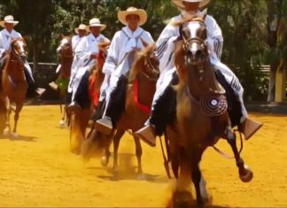 SENASA certificó salud de ejemplares que participarán en Concurso de Caballo de Paso