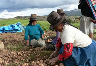 Agricultura peruana conquista más mercados internacionales