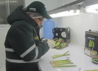 Ica: Inspección fitosanitaria de espárragos
