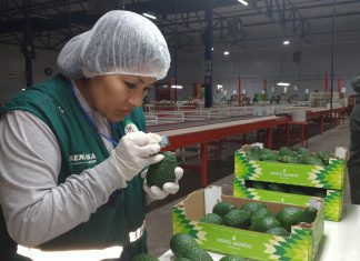 Ica: Inspección fitosanitaria de palta Hass para exportación a China