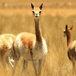 PSX_20150217_000505-1024×469