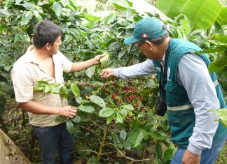 Piura: SENASA fomenta manejo integrado de plagas en zonas cafetaleras