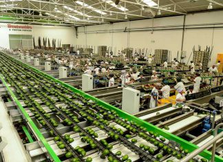 Japón consume entre 50.000 y 60.000 toneladas de palta al año