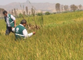 Lambayeque: SENASA recomienda medidas para evitar plagas en el arroz