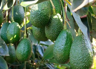 Se exportaría 6 mil toneladas de Palta Hass en la presente campaña