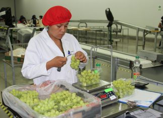 Perú se consolida como segundo proveedor de uvas de mesa en la India
