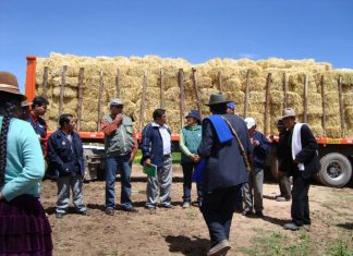 Arequipa: Distribuyen pacas de heno en zonas altas ante heladas