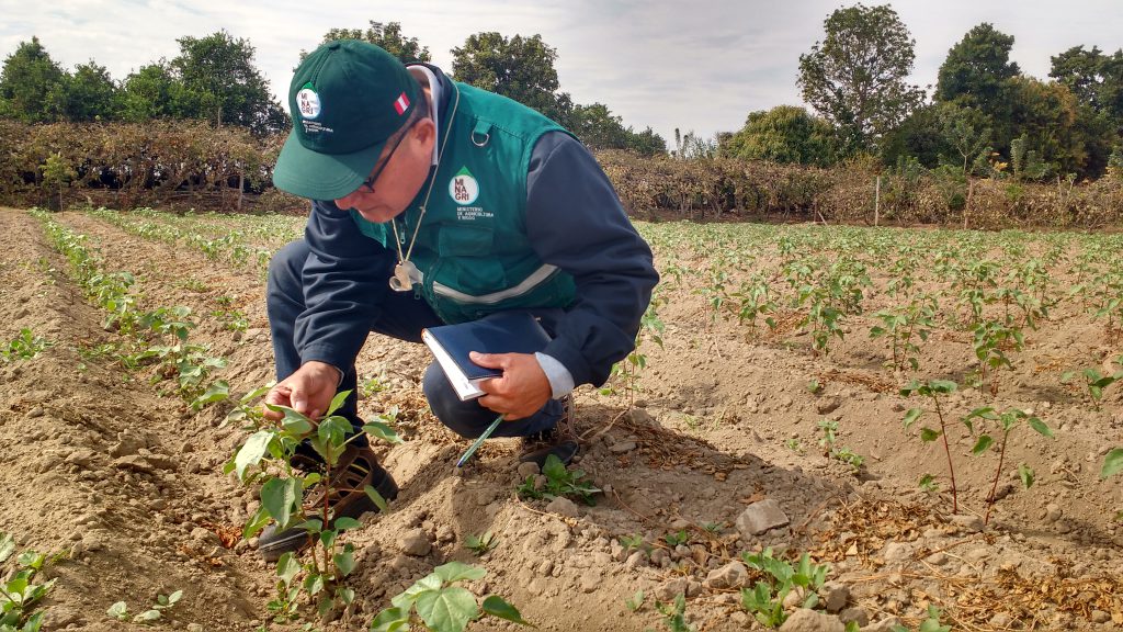 Vigilancia Fitosanitaria - Ica - Algodón