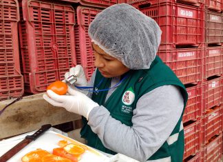 Ica: Primer envío comercial sin tratamiento cuarentenario a Moquegua y Tacna