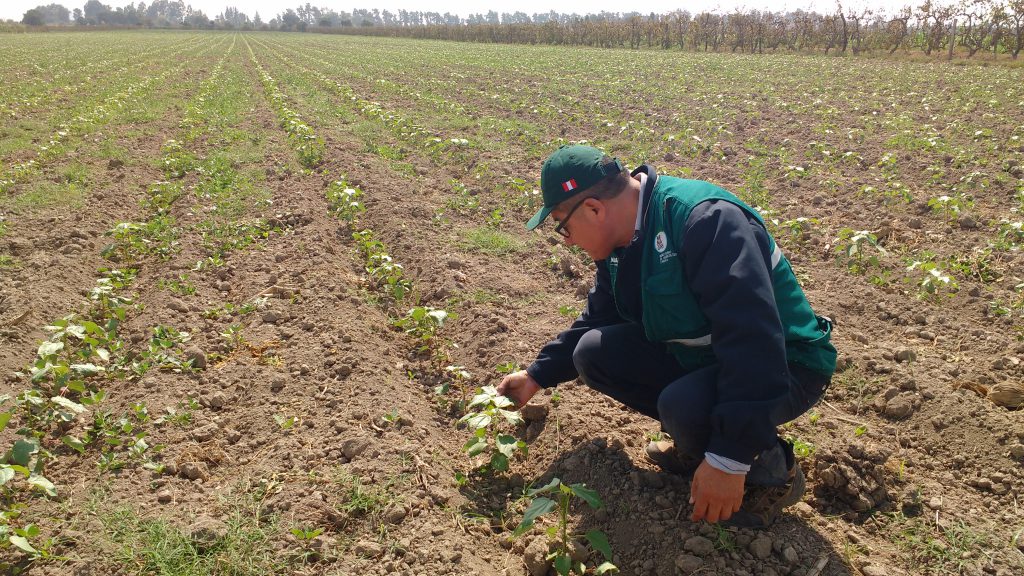 Vigilancia Fitosanitaria - Ica - SENASA