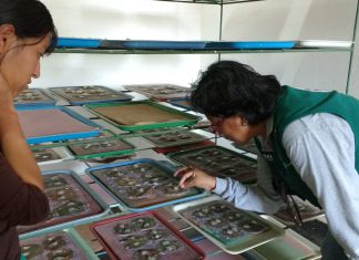 Ica: Control biológico reduce pérdidas de la producción agrícola