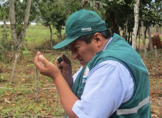 Pasco: Vigilancia fitosanitaria en cultivo de zarzamora