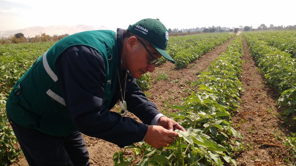 Vigilancia Fitosanitaria - Ica - Algodón