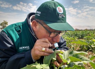 Ica: SENASA refuerza vigilancia fitosanitaria en cultivos de algodón