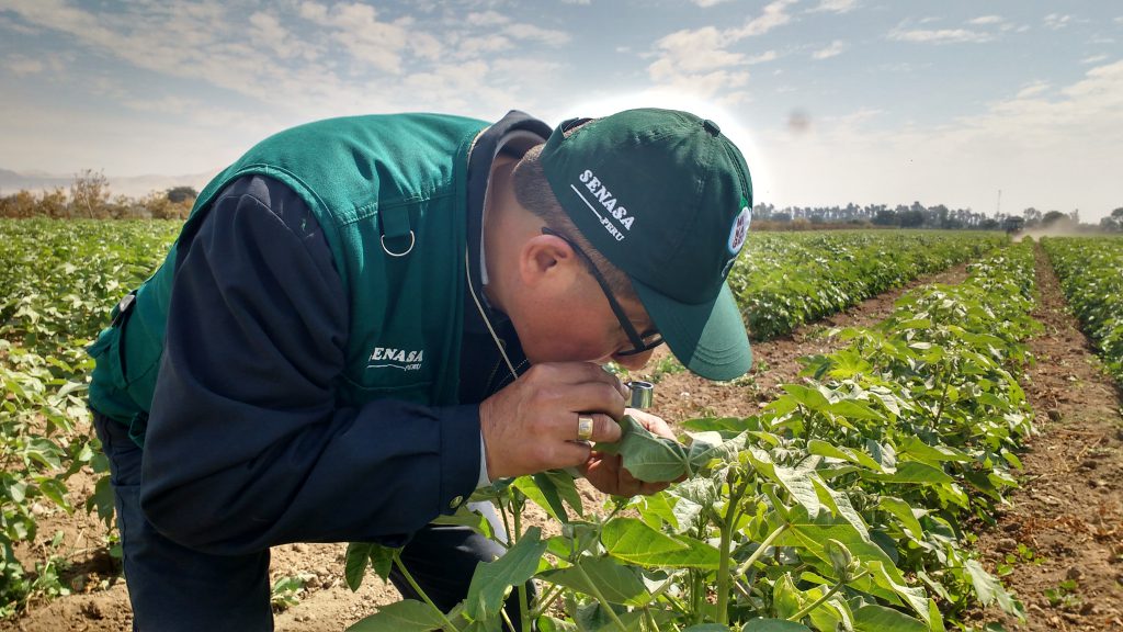 Vigilancia Fitosanitaria - Ica - Algodón