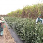 Ensayo eficacia 28 junio 070