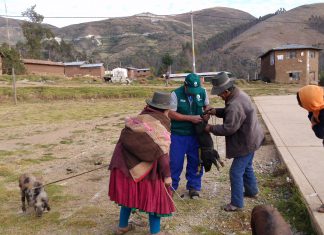 Apurímac: Vacunación para prevenir peste porcina clásica en distrito de Huancarama
