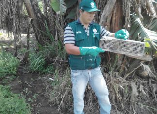 La Libertad: SENASA intensifica vigilancia de plaga de roedores
