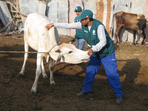Cajamarca SENASA Vacunación