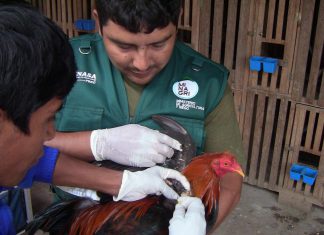 Madre de Dios: SENASA realiza muestreo para descartar presencia influenza aviar en Tambopata