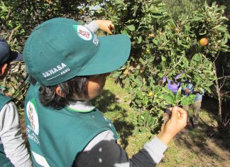 Ayacucho: inspección fitosanitaria en la la comunidad de Taca