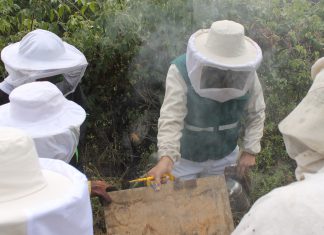 Cajamarca: SENASA refuerza educación sanitaria de productores apícolas