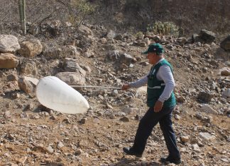 Cajamarca: Prospección de plaga de langosta en provincia de Contumaza