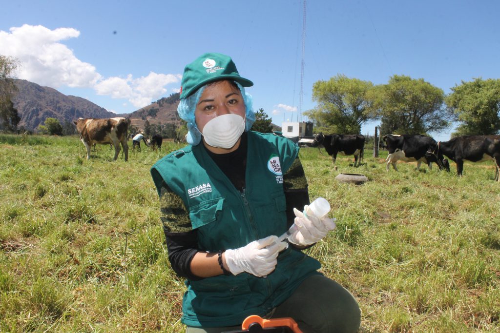 SENASA Cajamarca - Vacunación - Ántrax