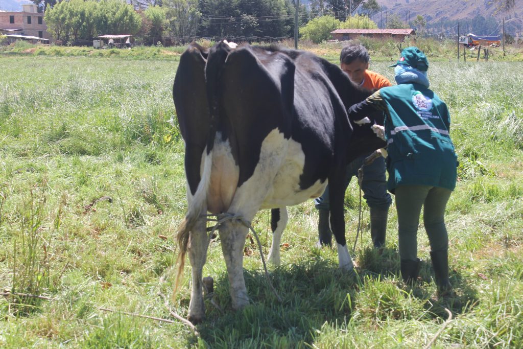 SENASA Cajamarca - Vacunación - Ántrax