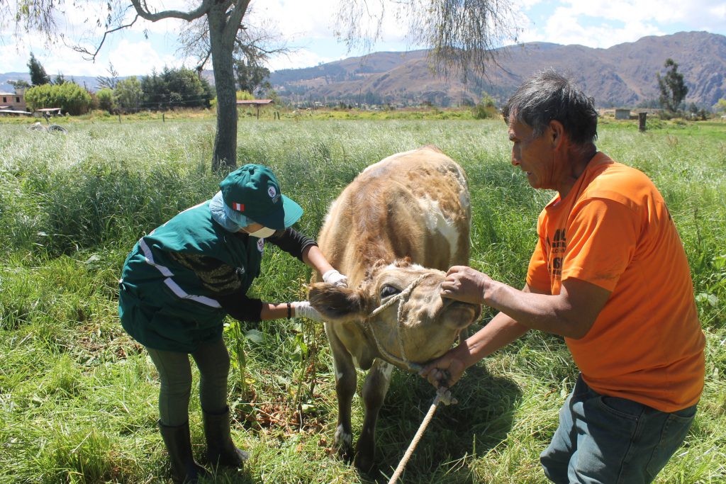SENASA Cajamarca - Vacunación - Ántrax